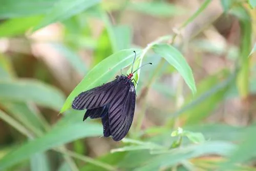 Histia flabellicornis - photo 8