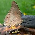 Tailed Cecropian - Hodges#4546