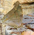 Tailed Cecropian - Hodges#4546 - photo 2
