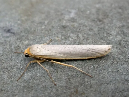 Hoary Footman
