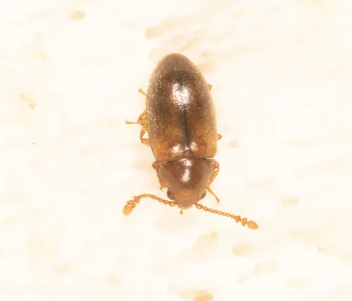 Hobartiidae - Hobartiidae