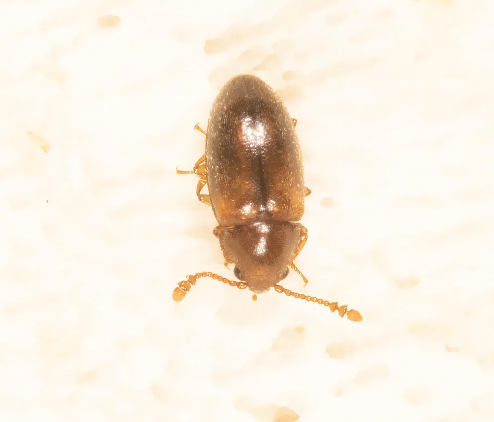 Hobartiidae - photo 3