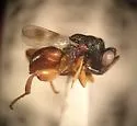 Hockeria bicolor