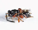 Hockeria bicolor - photo 2