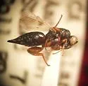 Hockeria burksi
