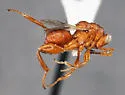 Hockeria eriensis