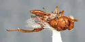 Hockeria eriensis - photo 2