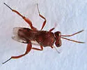 Hockeria eriensis - photo 4