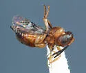 Hockeria hainesi