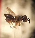 Hockeria micra