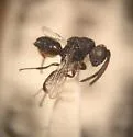 Hockeria micra - photo 3