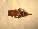Hockeria rubra - photo 2
