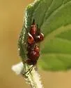 Hockeria rubra - photo 4