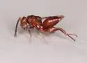 Hockeria rubra - photo 5