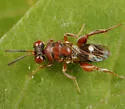 Hockeria unipunctatipennis