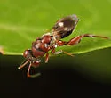 Hockeria unipunctatipennis - photo 2