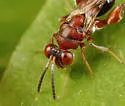 Hockeria unipunctatipennis - photo 3