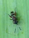 Hockeria unipunctatipennis - photo 4