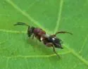 Hockeria unipunctatipennis - photo 5