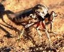 Aridlands Bandit - photo 5