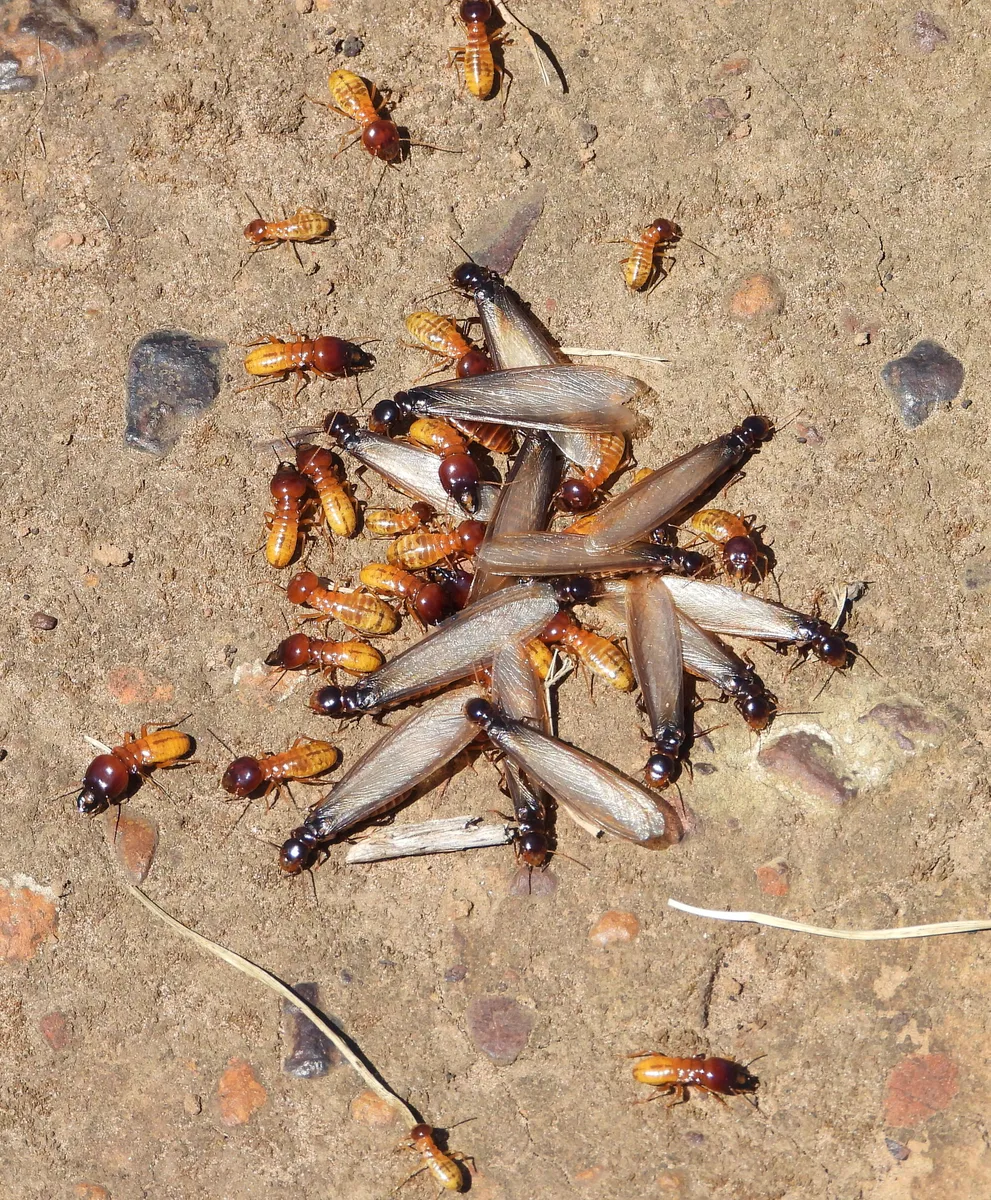 Harvester Termites - photo 3
