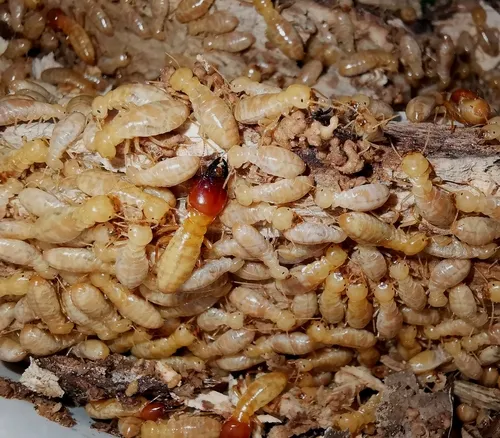 Hodotermopsidae - Hodotermopsidae