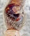Hogna angusta