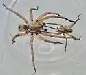 Hogna angusta - photo 4