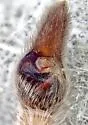 Hogna angusta - photo 5