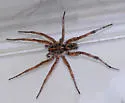Hogna antelucana