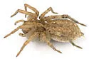 Hogna antelucana - photo 2