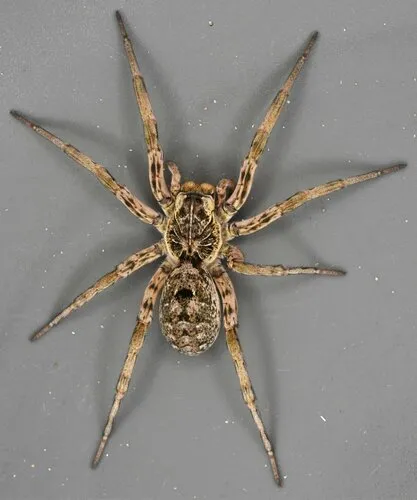 Hogna baltimoriana