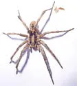 Hogna coloradensis - photo 4