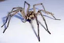 Hogna coloradensis - photo 5