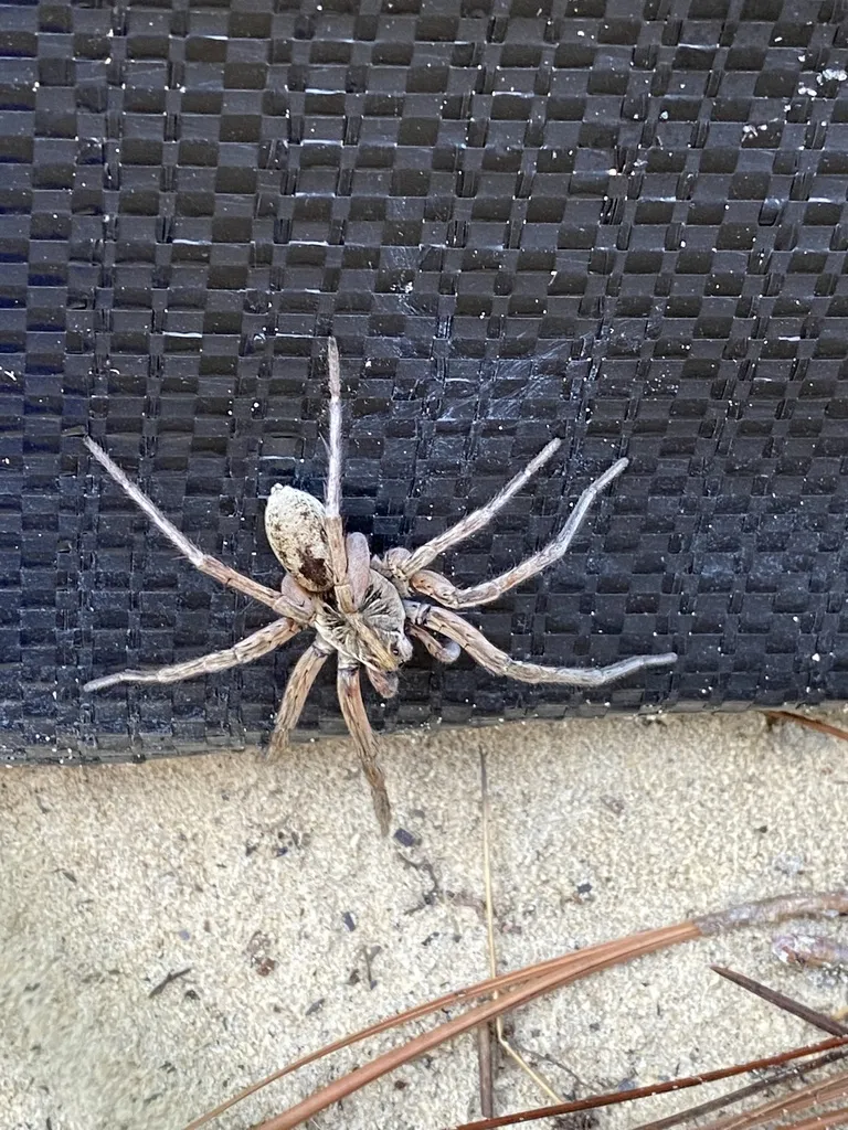 Rosemary Wolf Spider - photo 2