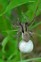 Hogna frondicola