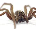 Hogna frondicola - photo 2