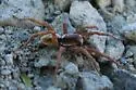 Hogna frondicola - photo 3