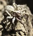 Hogna frondicola - photo 4