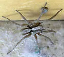 Hogna frondicola - photo 5