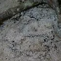 Hogna lenta - Hogna lenta