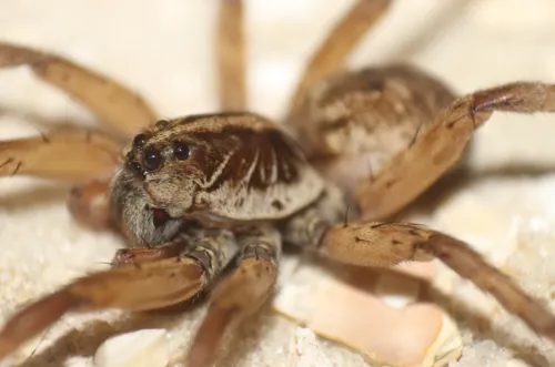 Miami Wolf Spider