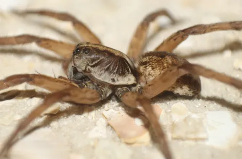 Miami Wolf Spider - photo 2