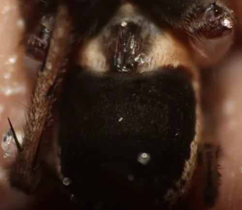 Miami Wolf Spider - photo 3