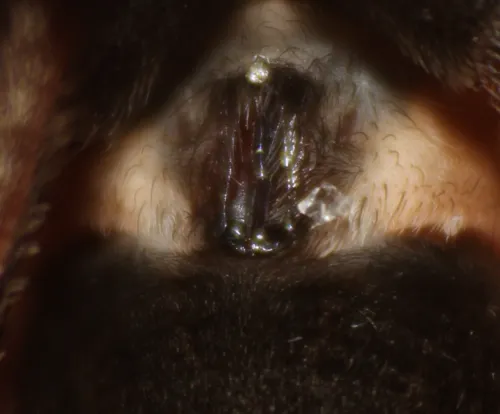 Miami Wolf Spider - photo 4