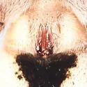 Hogna tigana - photo 3