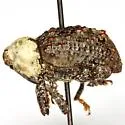 Hohonus lacteicollis - photo 2