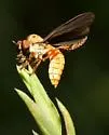 Golden Goggle Eye - photo 2