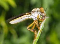 Golden Goggle Eye - photo 4