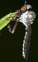 Gray Goggle Eye - Holcocephala calva
